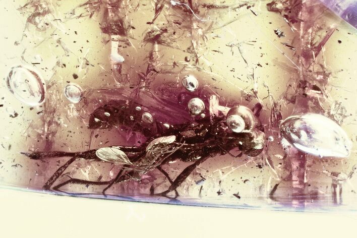 Detailed Fossil Spider Wasp and Gall Midge In Baltic Amber #346588